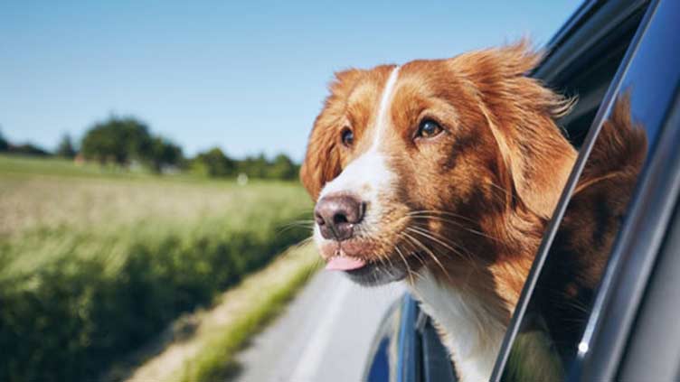 Road Trip With Your Dog